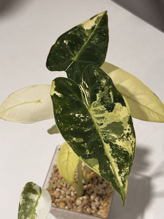 Alokazja frydek variegata