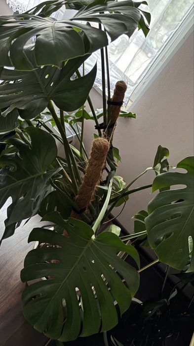 Kwiat monstera zestaw duża dziurawa