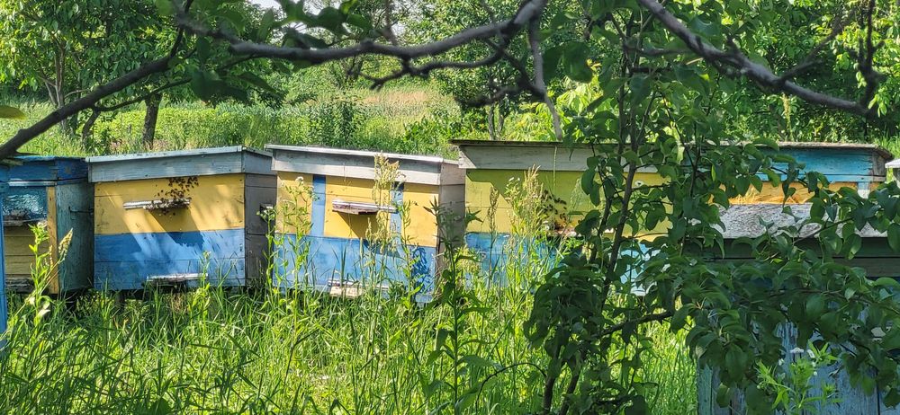 Продам вулики з бджільми (пасіка)