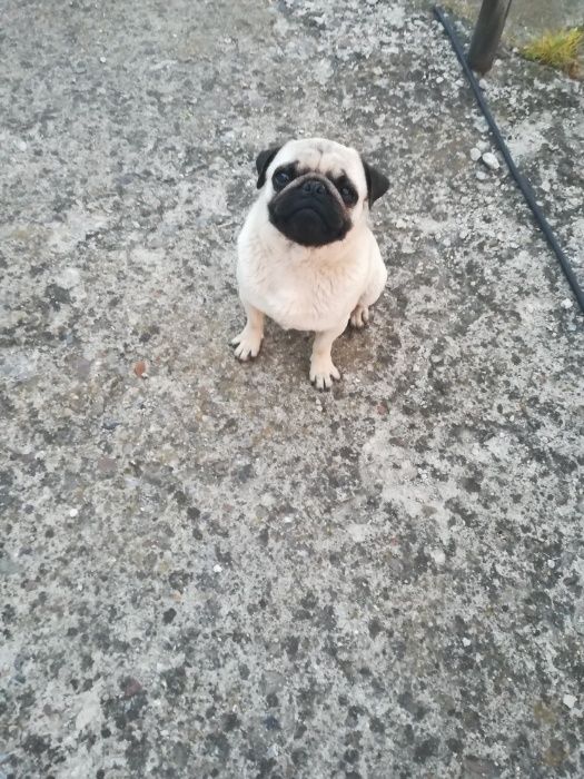 Мопс. Хлопчик. Світлого окрасу.