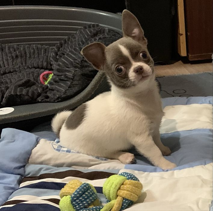 Мальчик чихуахуа