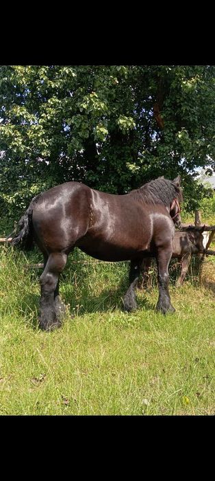 Źrebak zimnokrwisty