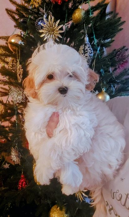 Девочка мальтипу ф1.