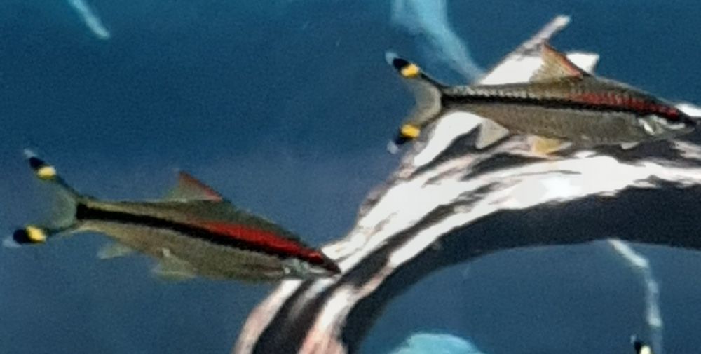 Барбуси денісоні