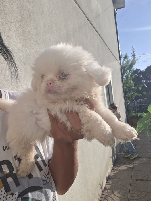 Pequines macho  lindo albino