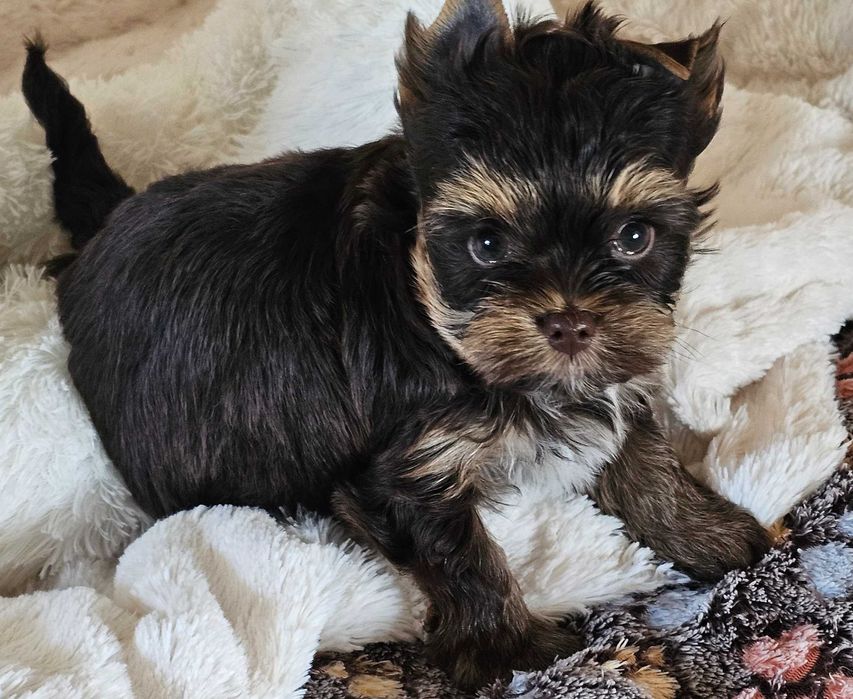 Yorkshire terrier Chocolate