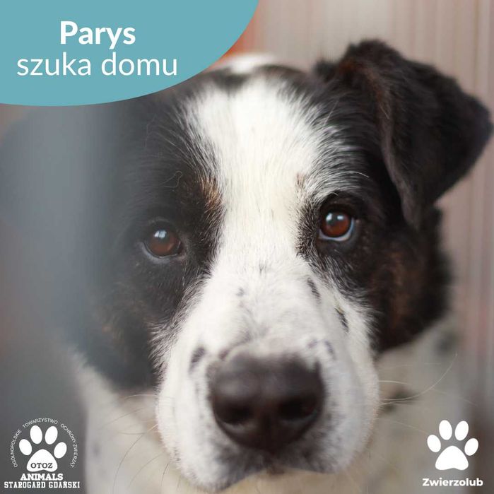 Nieśmiały pies Parys szuka domu!