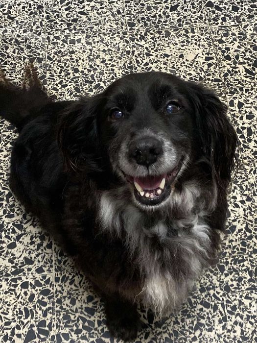 Snoppy para Adoção Responsável