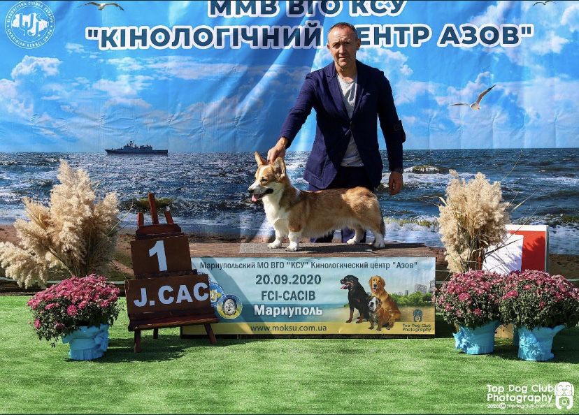 Вязка Вельш Корги Пемброк