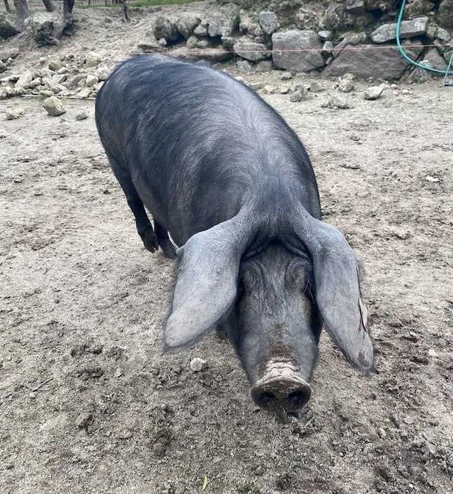 Porca Bisaro Adulto