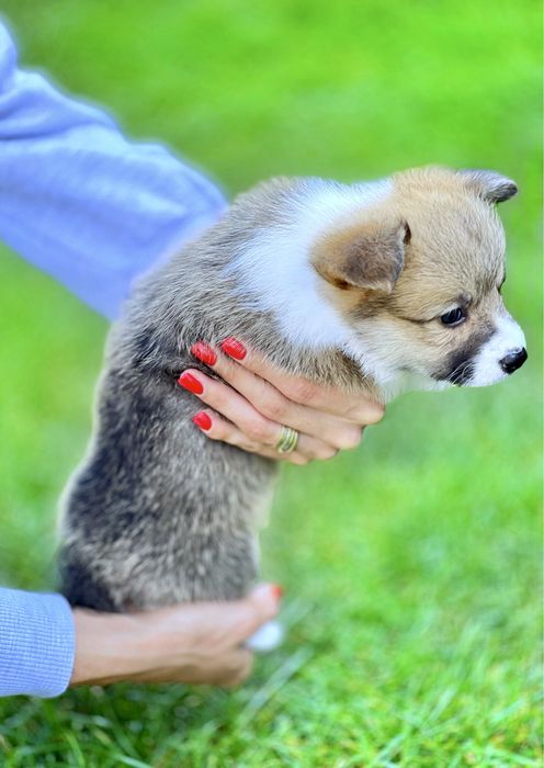 Вельш корги пемброк