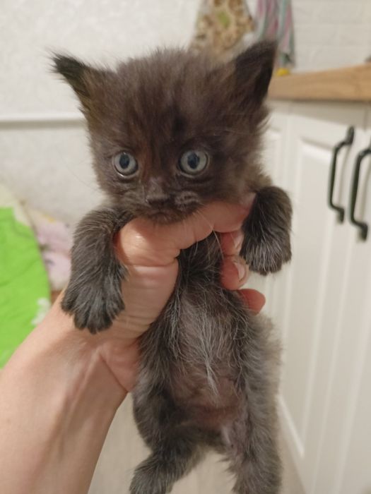 Кошенята в добрі руки