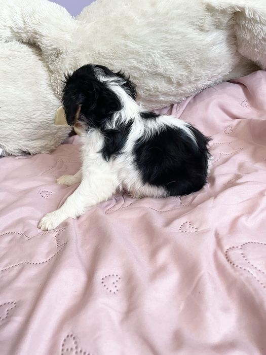 Cavalier dziewczynka tricolor