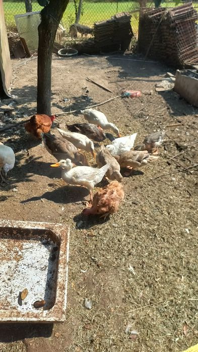 Vendo  Gansos e  patos