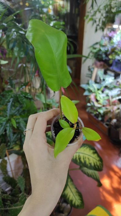Монстера вариегатная, филодендрон, сингониум ,
