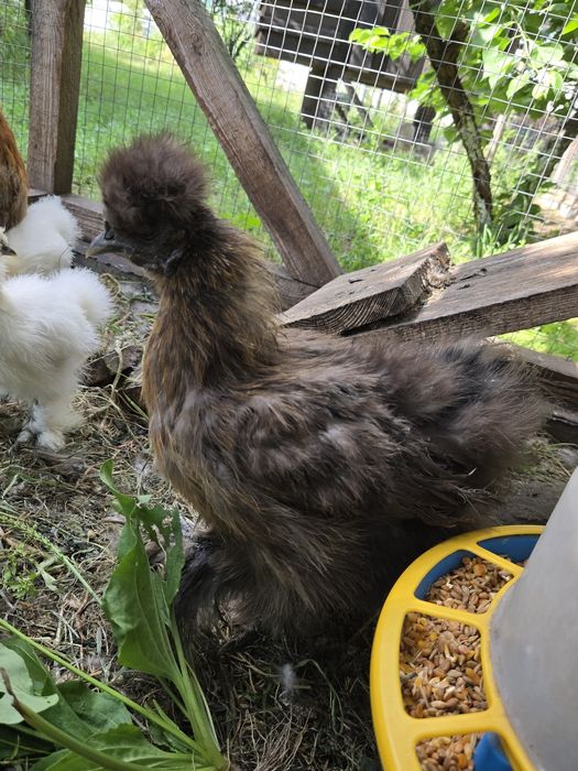 Продам 8 курчат китайської шовкової з квочкоюю