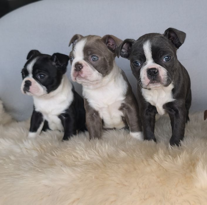 Boston Terrier śliczna kolorowa  suczka.