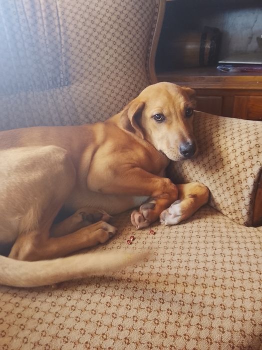 Cãozinho pra adoção