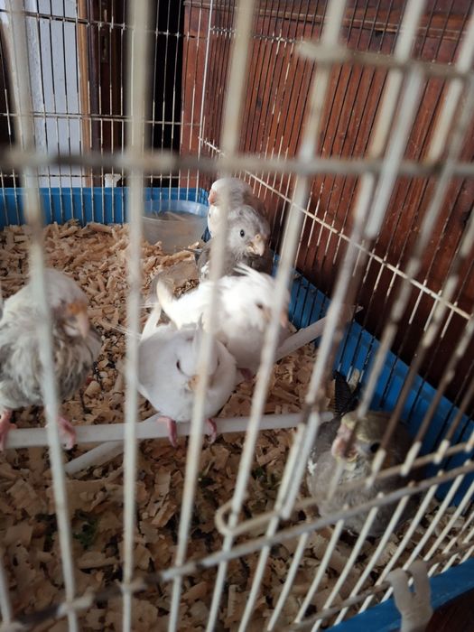 Caturras criadas a mão