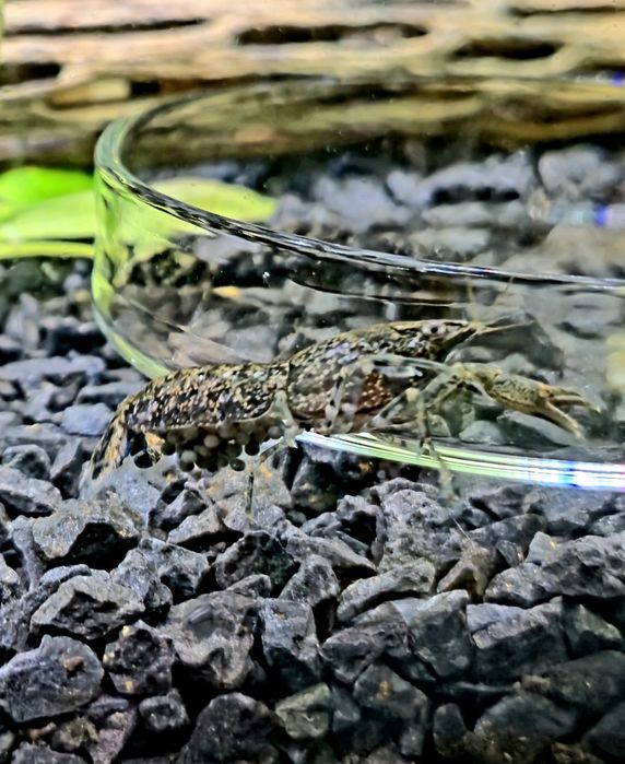 Карликовый болотный рак