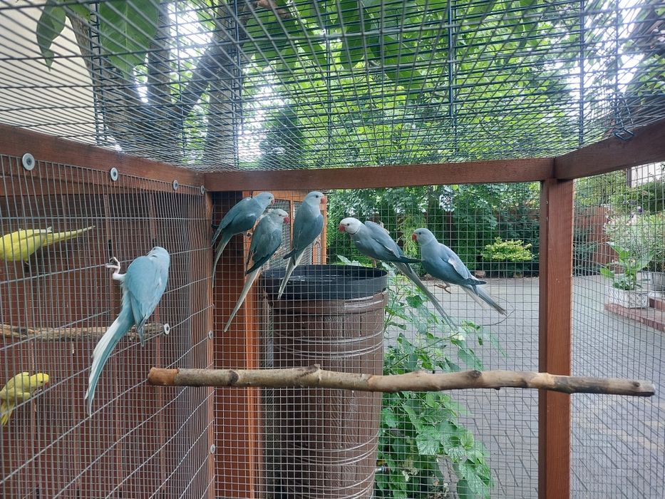 Aleksandretty młode