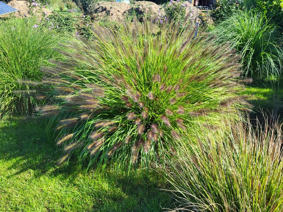 Trawa ozdobna Rozplenica Japońska