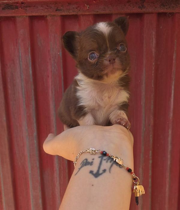 Chihuahua Miniatura Macho Pelo Comprido
