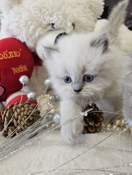 Шотландские котята (Хайленд страйт, Скоттиш страйт)