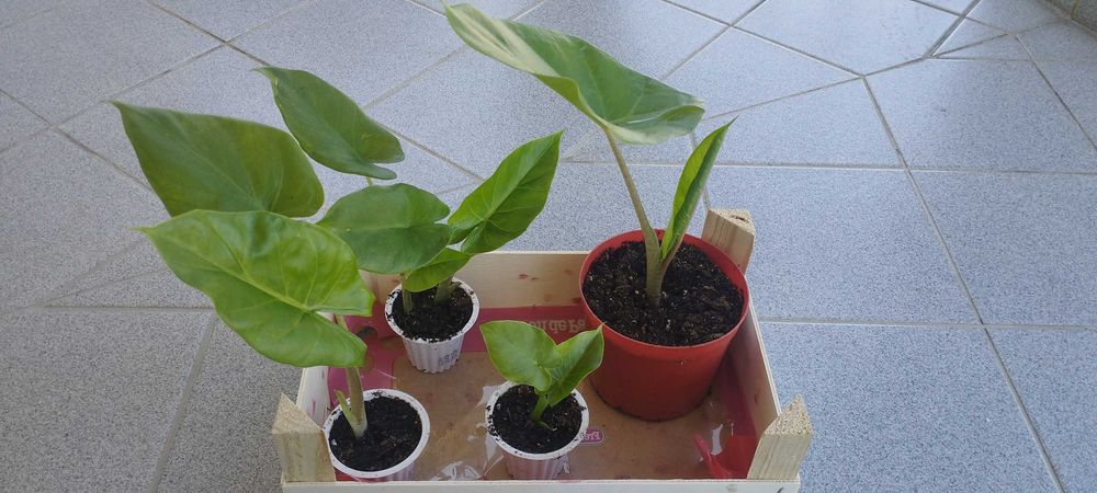 planta Alocácia orelha de elefante