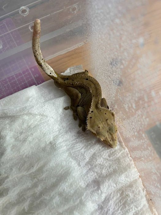 Gekon orzęsiony Light Yellow/Brown Base Dalmatian patternless samiec