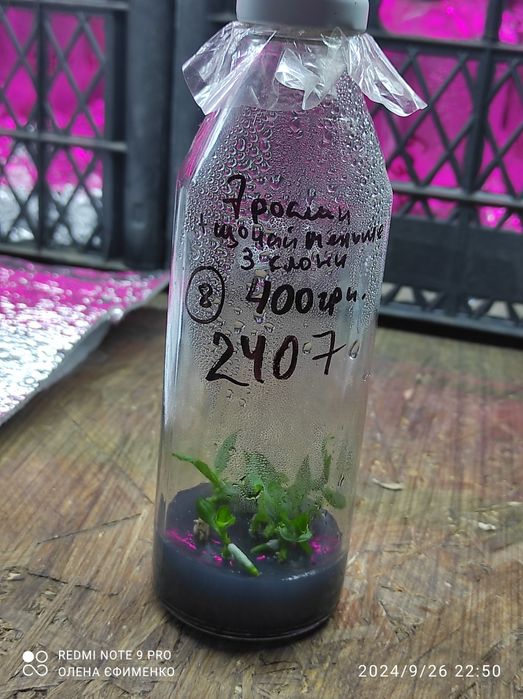 Фласка, орхідеї,дітки 2024 року посіву