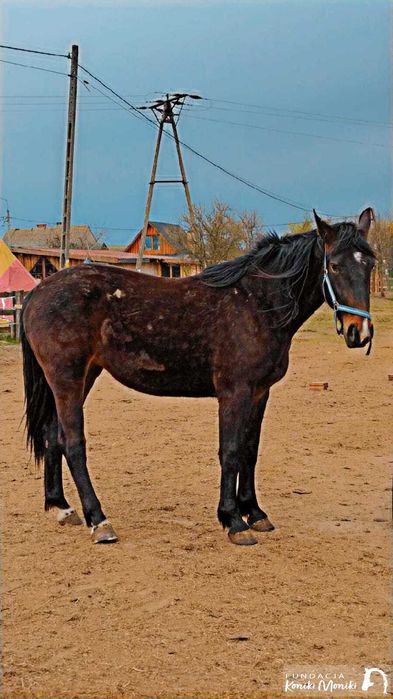 Kukułka - młoda klacz do bezpłatnej adopcji