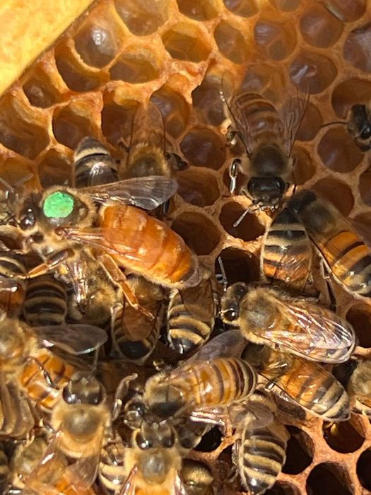 Матки Бакфаст В-200