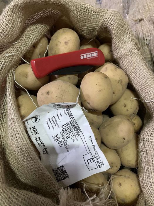 Насінєва картопля рев'єра 1 репродукції бульба, насінева картофель