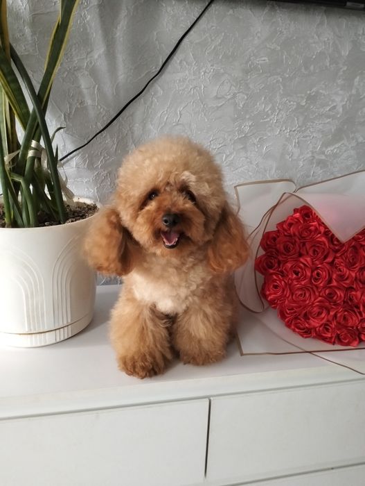 В'язка той пудель