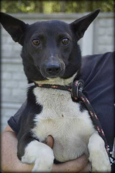 Spokojna Tinka szuka nowego domku