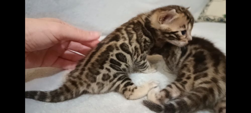 Бенгальские котята, бенгальські кошенята, бенгали
