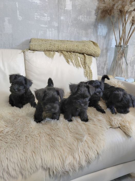 Щенки Цвергшнауцера