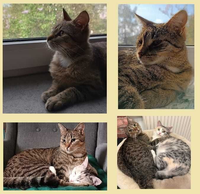 Kotka Tosia szuka domu!