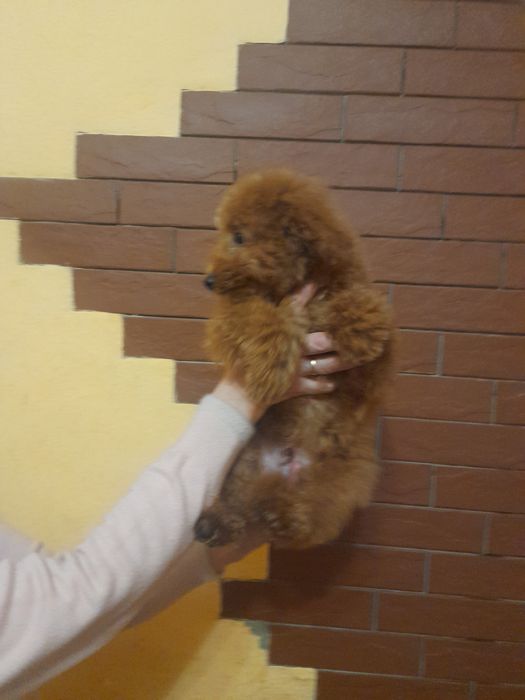 Той пудєль хлопчік