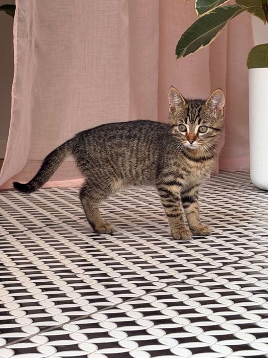 Mały kotek do adopcji