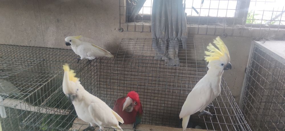 Cacatuas shulphurea sulfúrea 2023  independentes muito meiguin