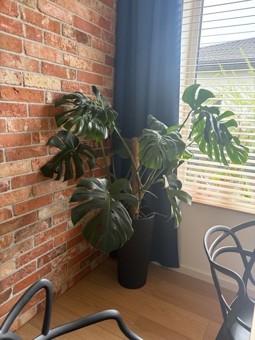 Duza monstera  pieknie rozwinieta