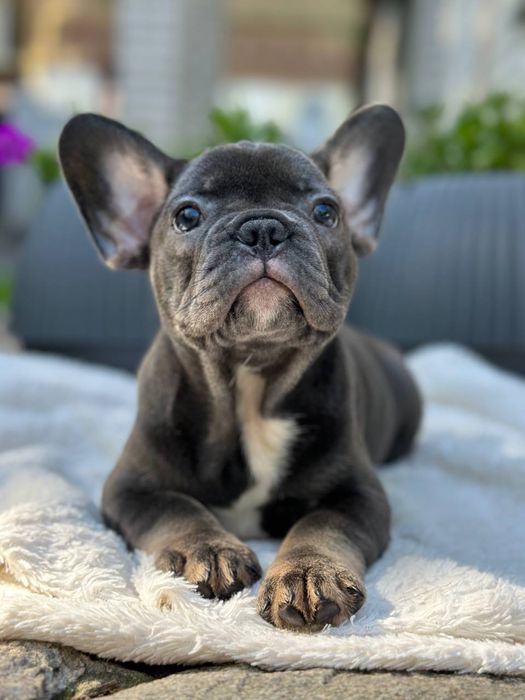 Щенки французского бульдога