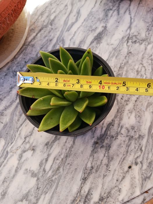 Planta suculenta- Echeveria agavoides