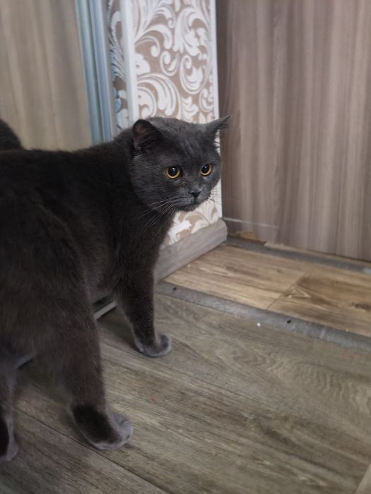 Красень котик в пошуках родини