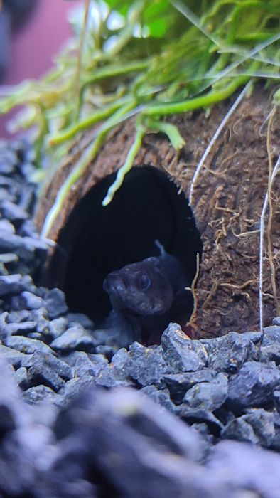 Sprzedam akwarium z bojownikiem