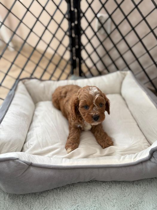*** Cavapoo śliczny***