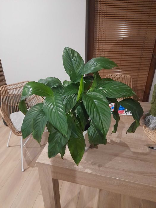 monstera, skrzydłokwiat sprzedam