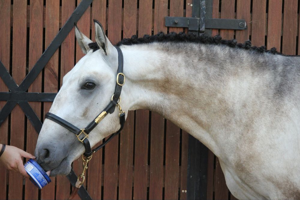 Poldro Lusitano - 2 anos